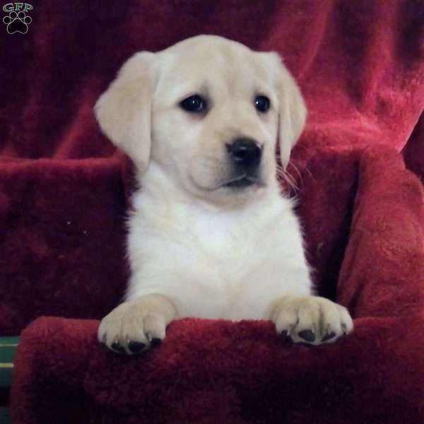 Vanessa, Golden Labrador Puppy